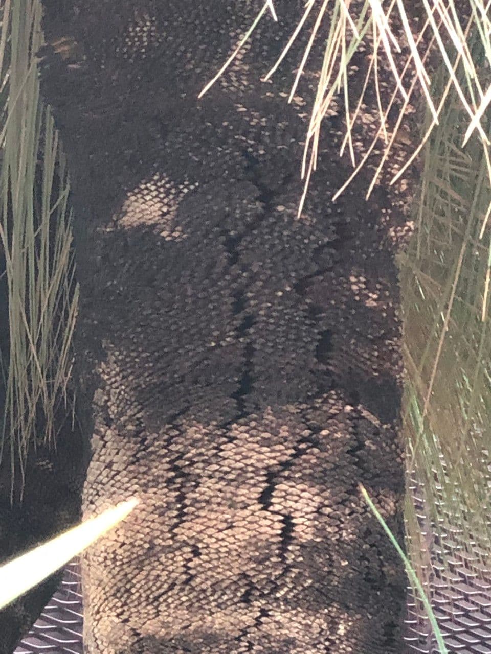 Xanthorrhoea glauca 10