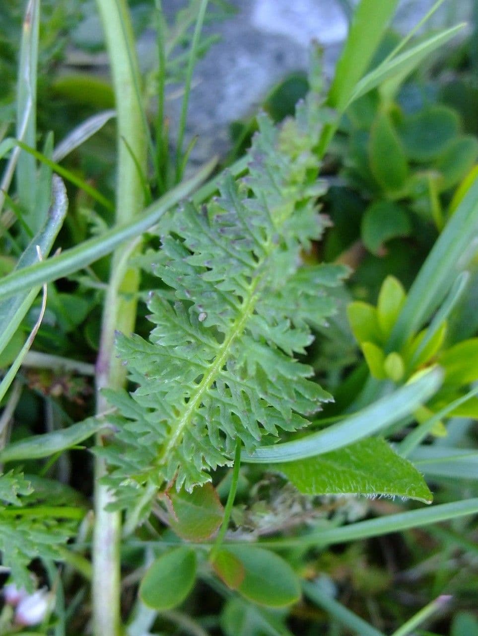 Pedicularis tuberosa 17