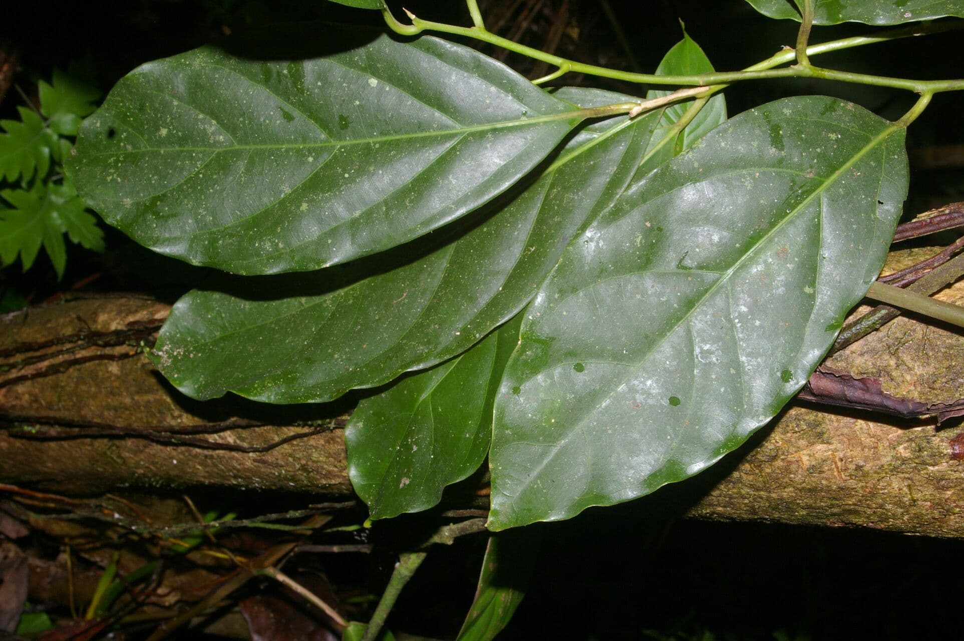 Ocotea 9