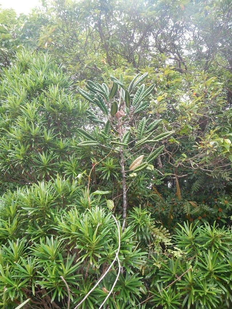 Dutaillyea trifoliolata 11