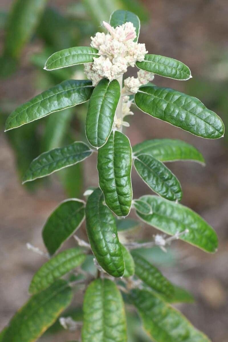Olearia