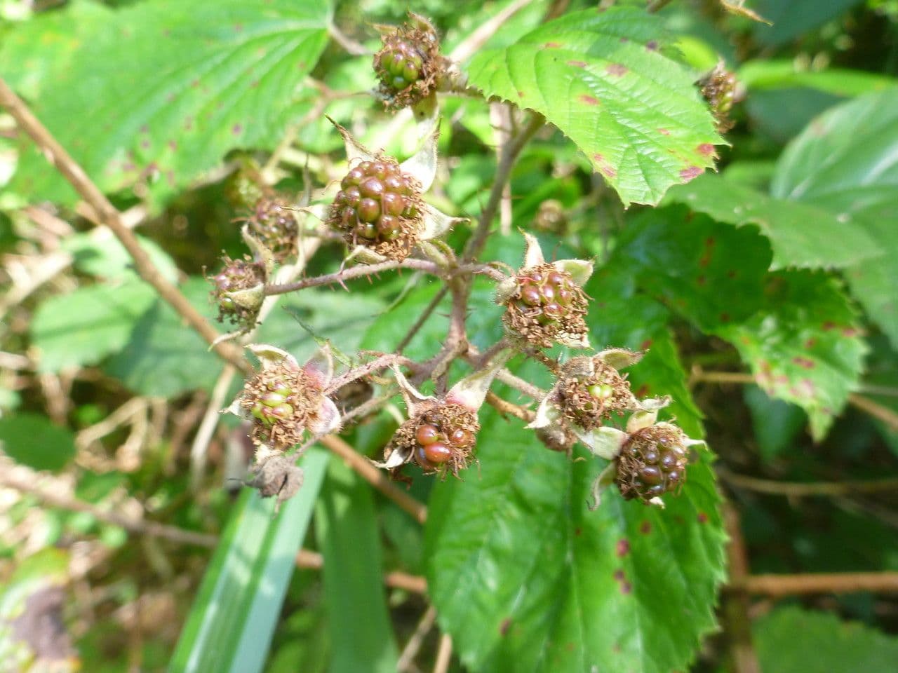 Rubus rudis