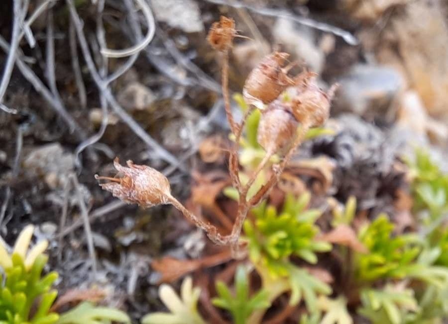 Sassifraga cuneata