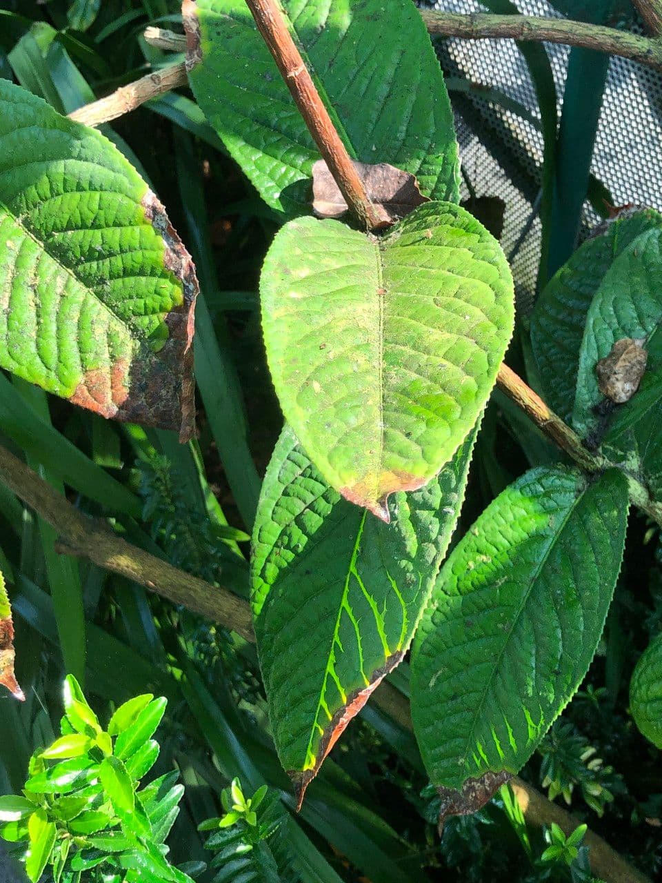 Camelia 13