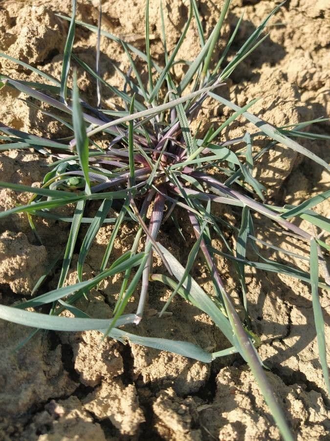 Blaugrüne Grannen-Rispengras 15