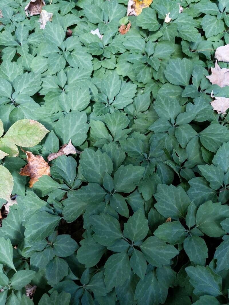 Pachysandra procumbens 14