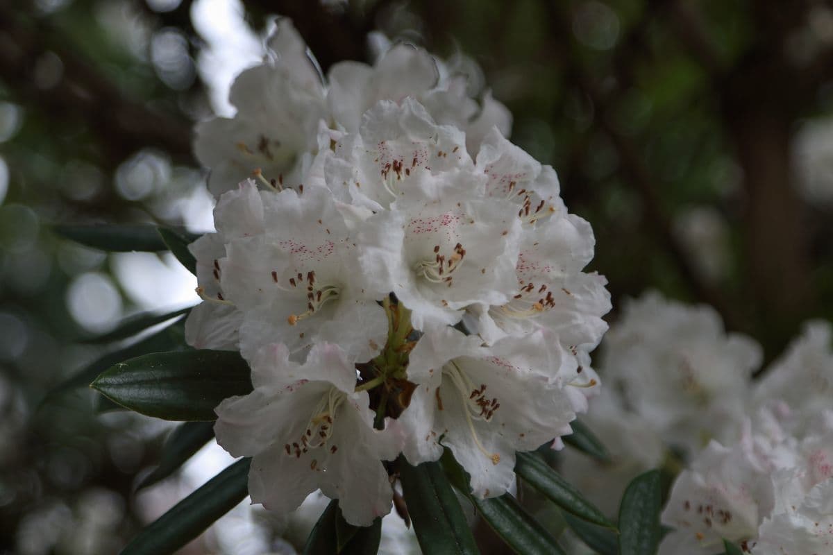 Rododendro 3