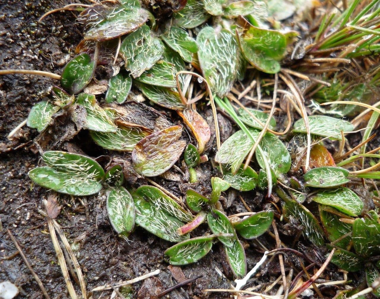 Azorella