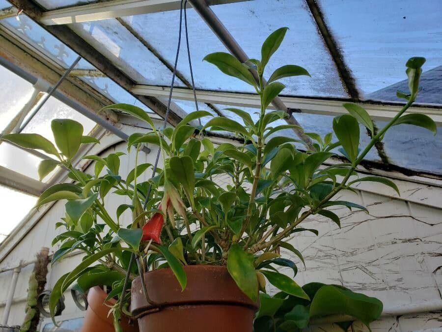 Nematanthus 2