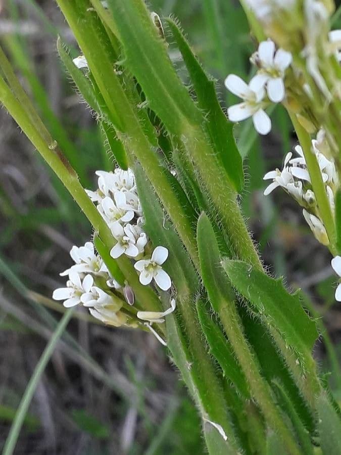 Arabetta irsuta 9