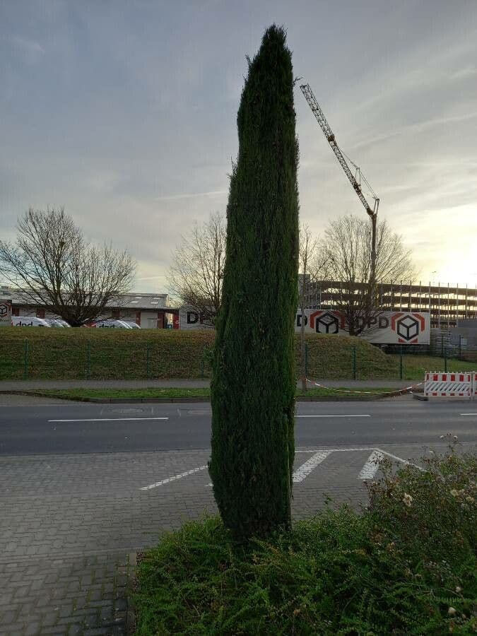 Cipresso comune 11