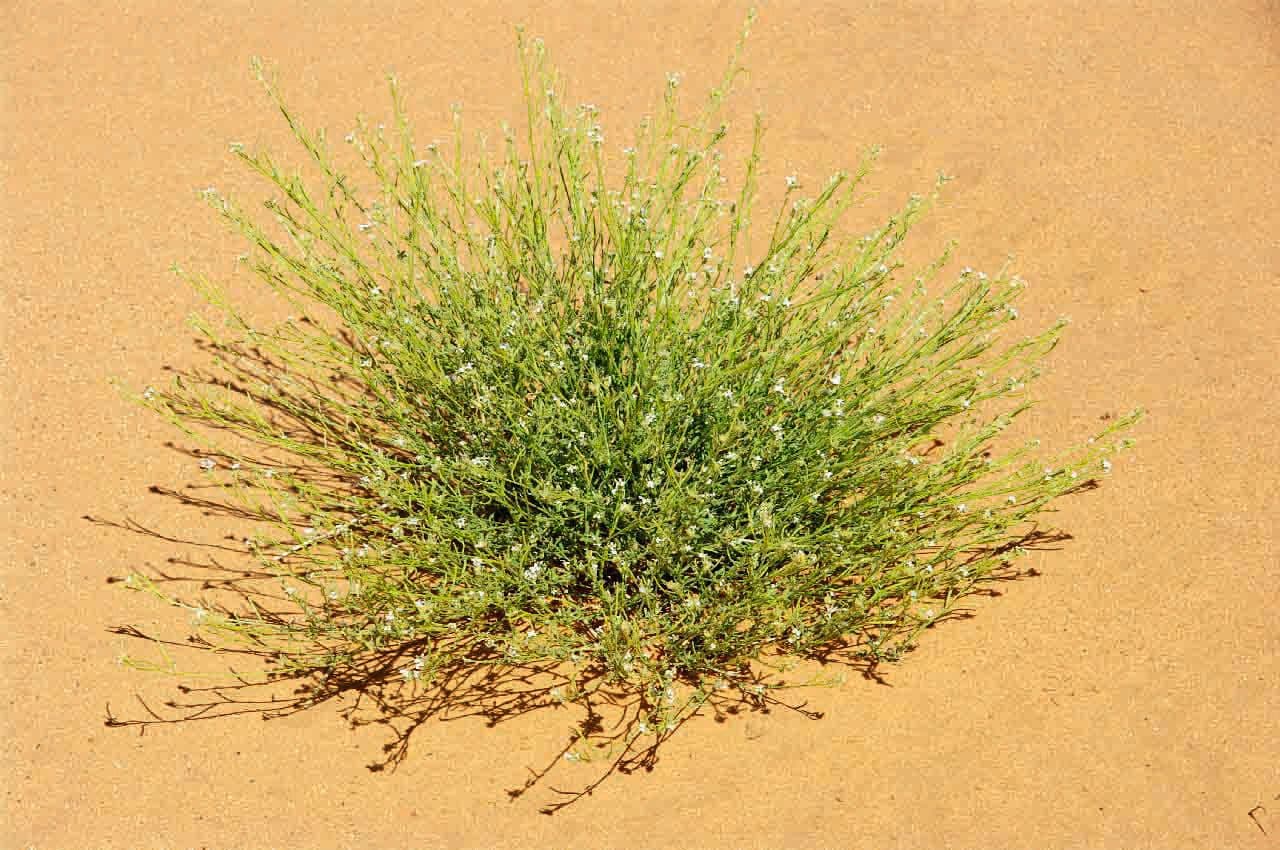 Eremobium egyptské 4