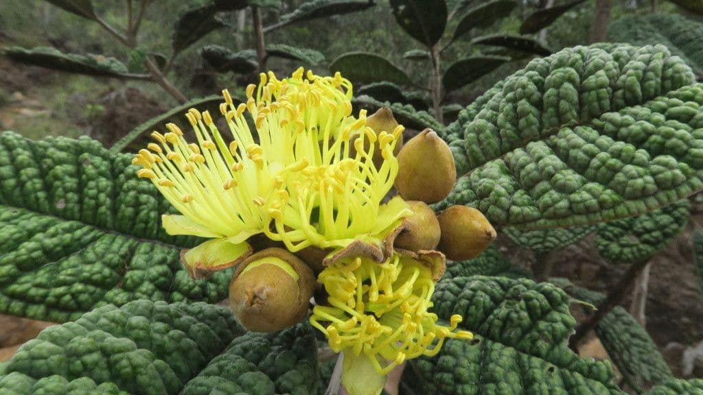 Pleurocalyptus 4
