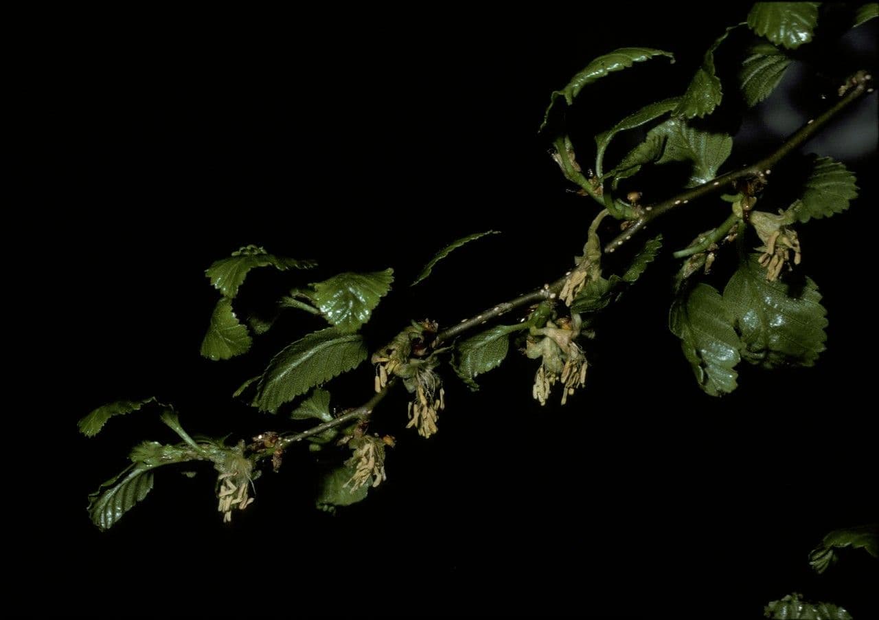 Nothofagus