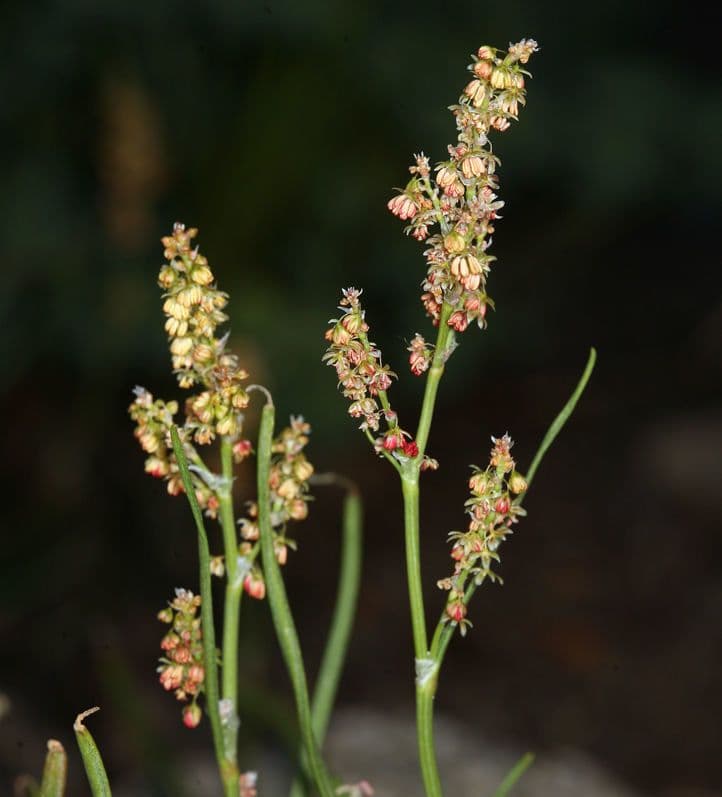 Acetosa alpina 9