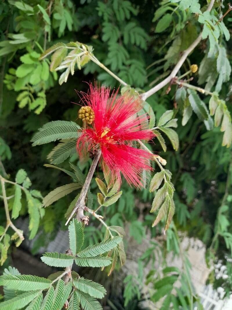 Calliandra di Tweed 14
