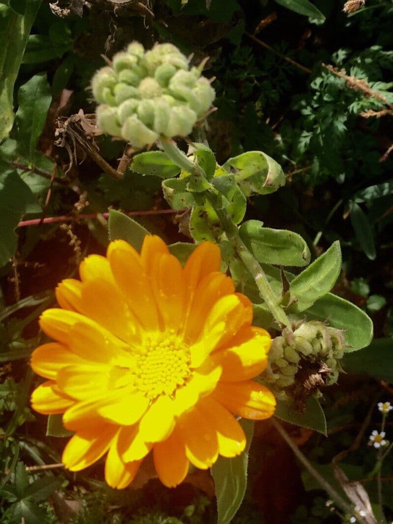 Calendula 26