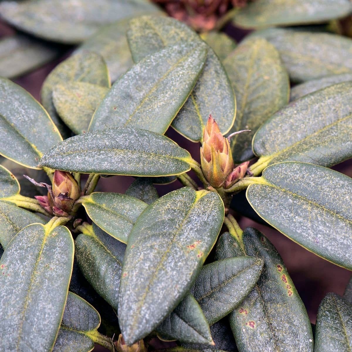 Rododendro 12
