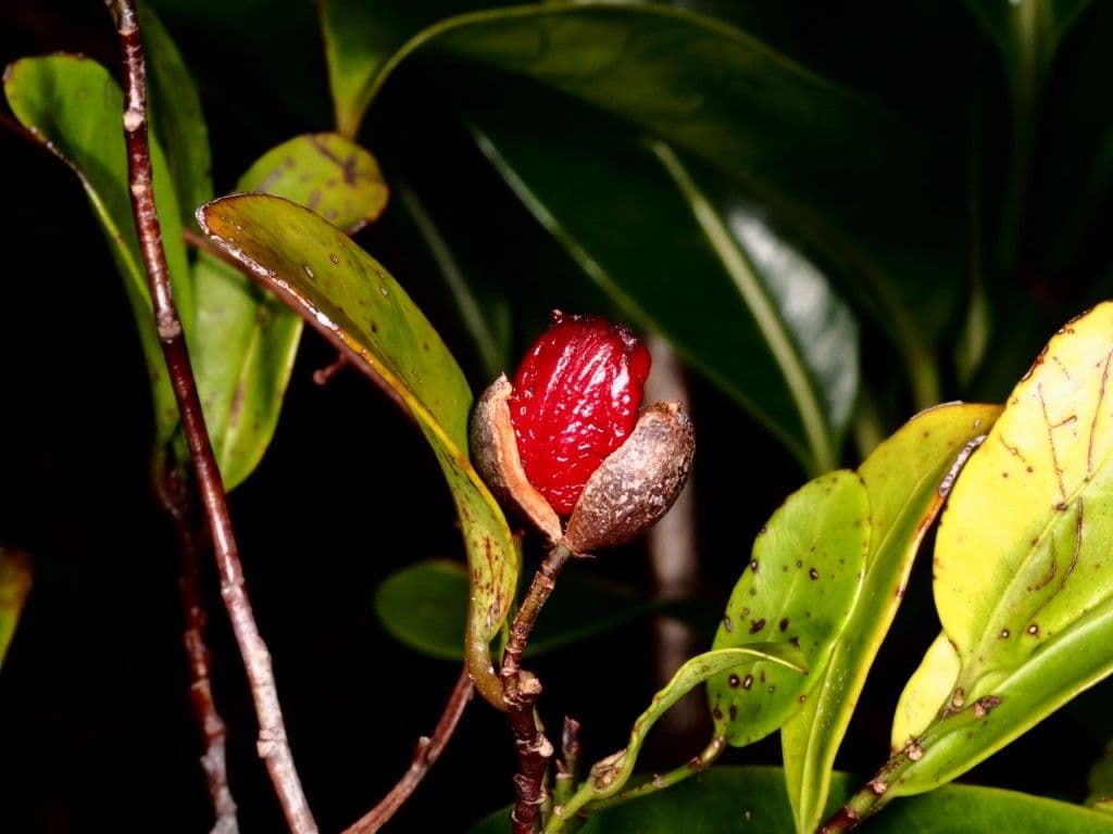 Dicarpellum