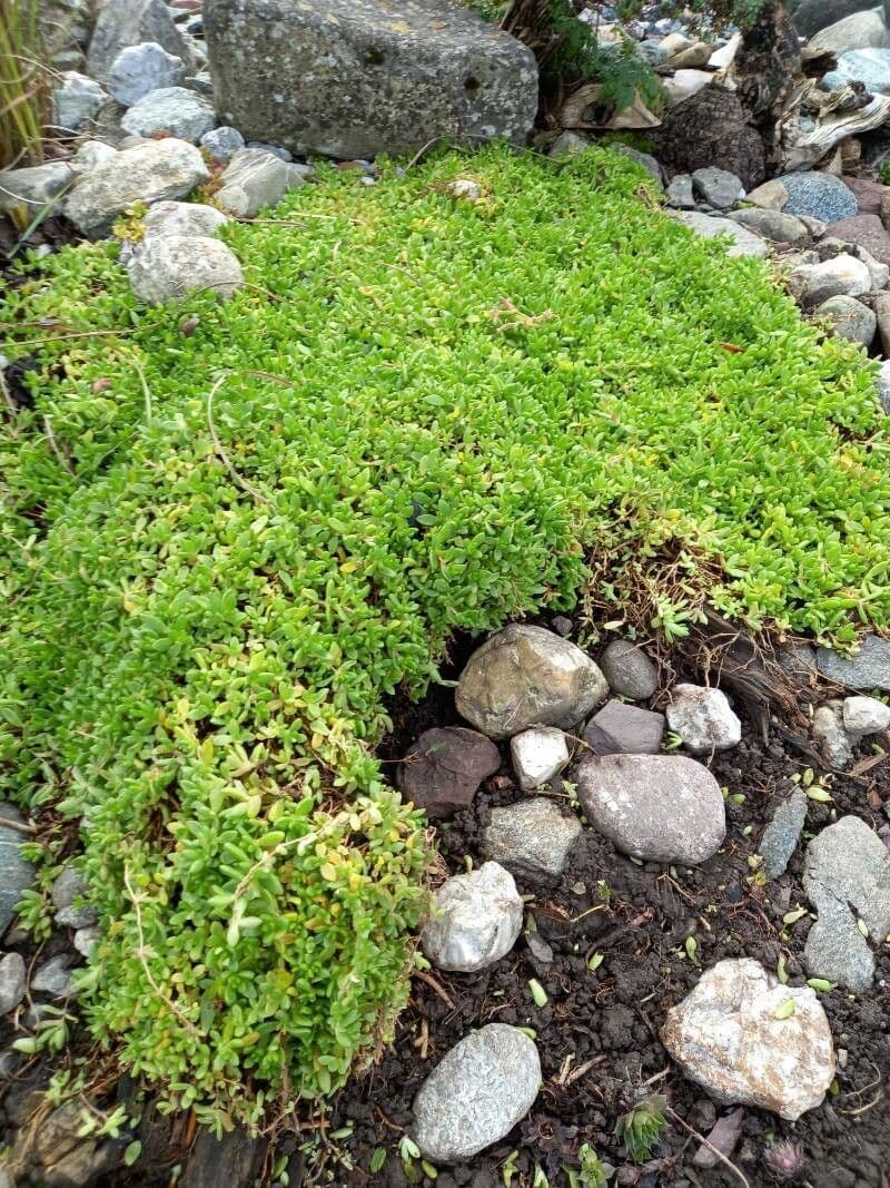 Coruja 18