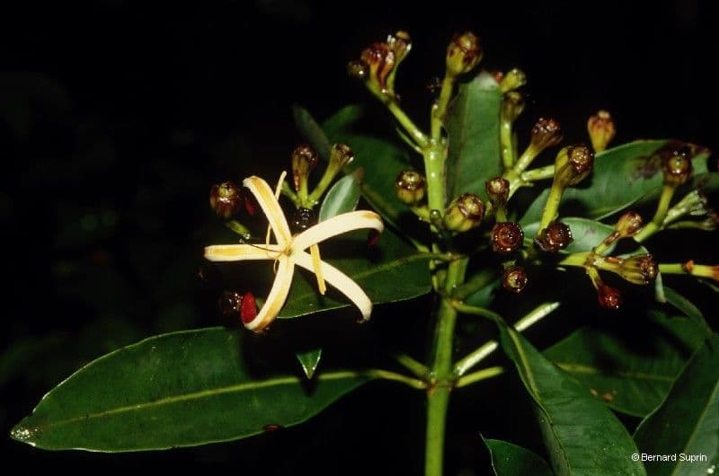 Thiollierea 3