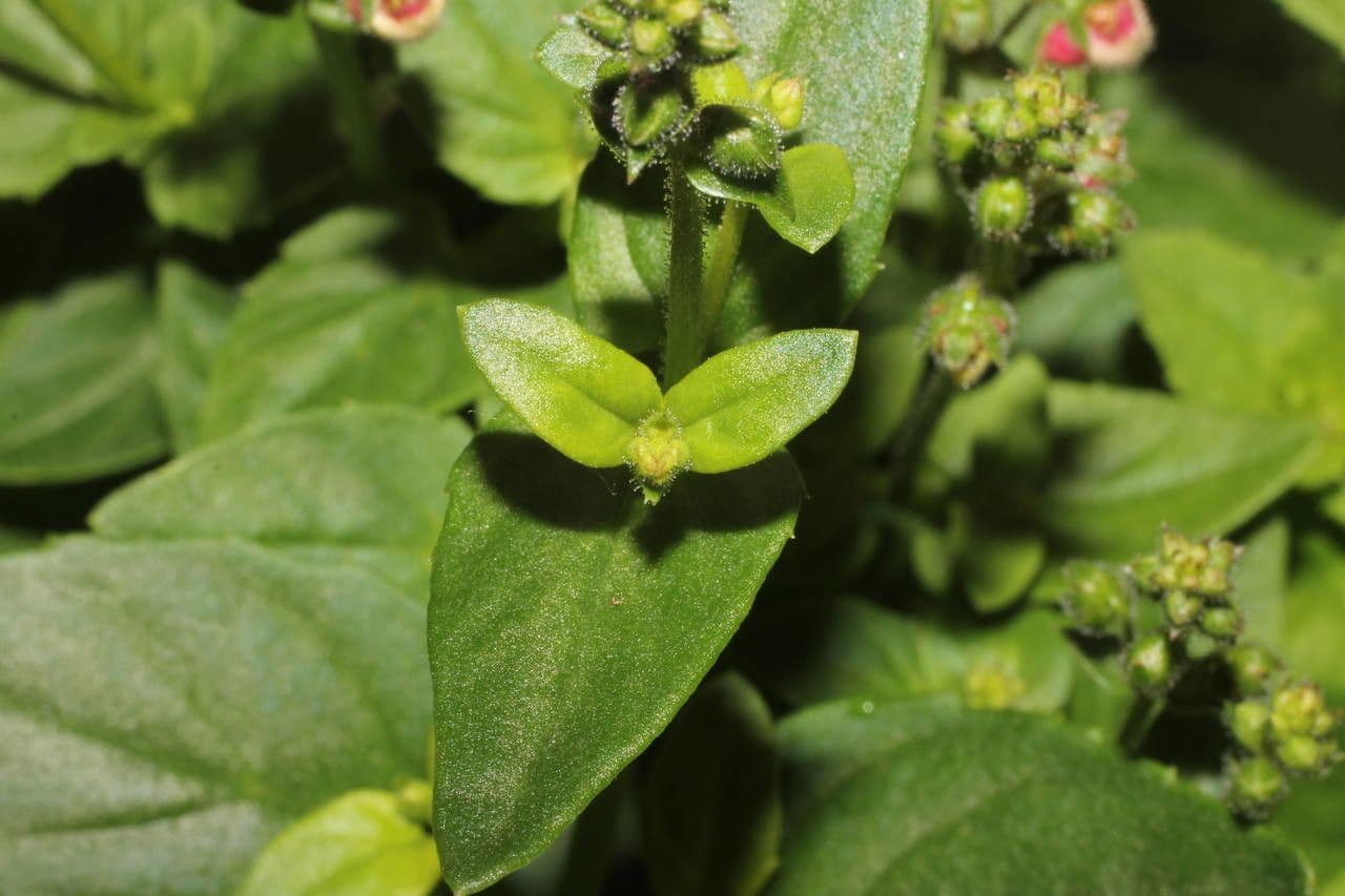 Diascia 20