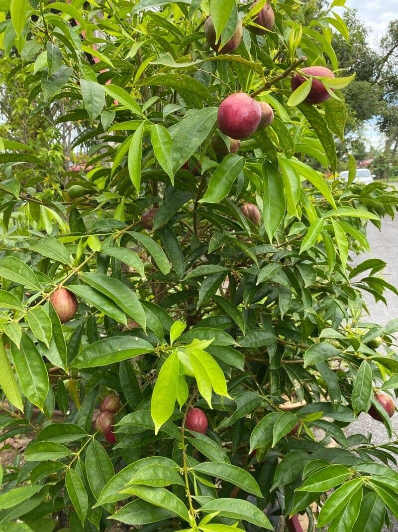 Phaleria 2