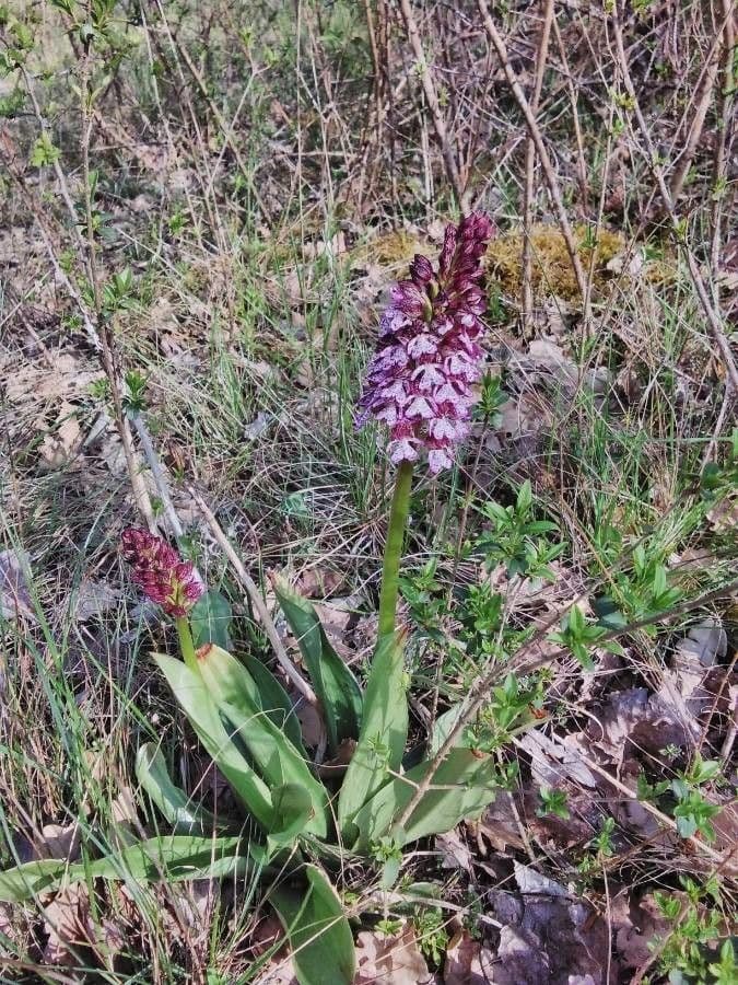 Orchide maggiore 13