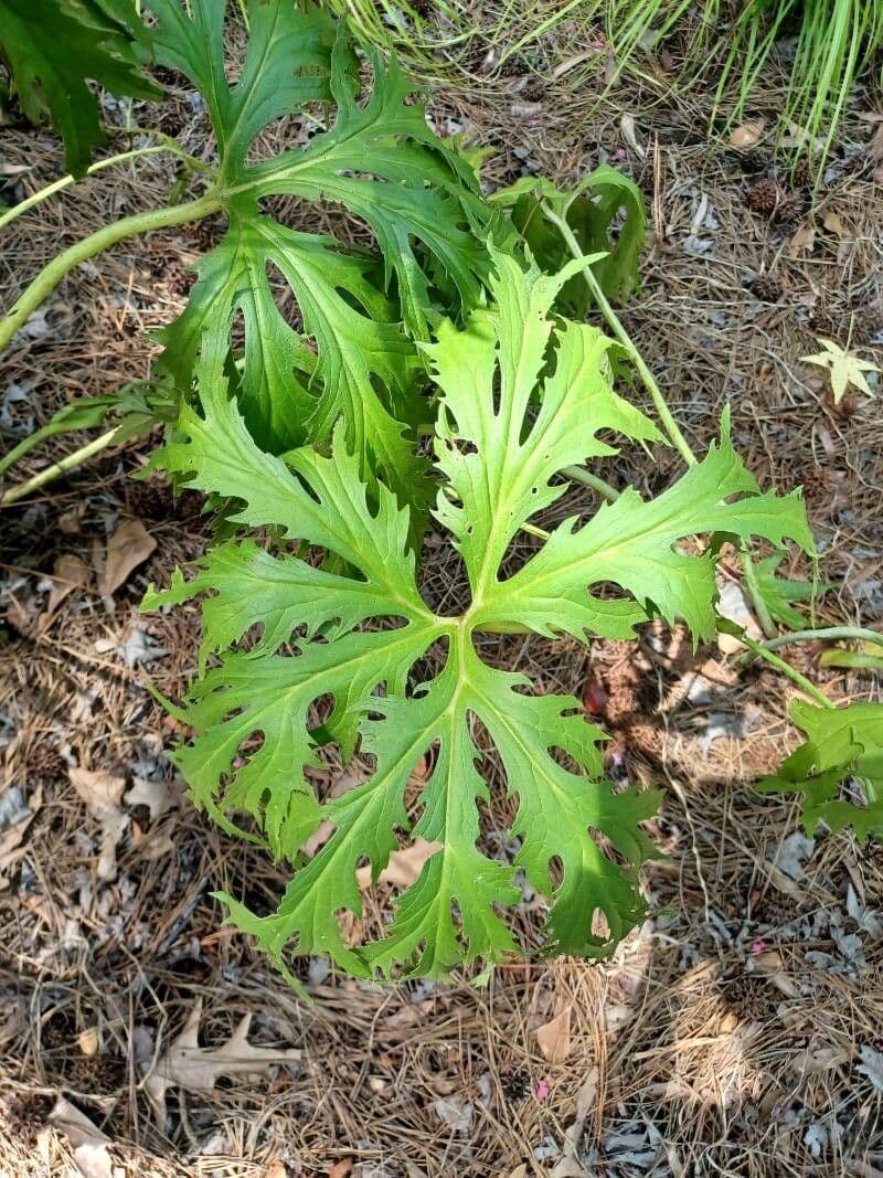 Ligularia giapponese 4