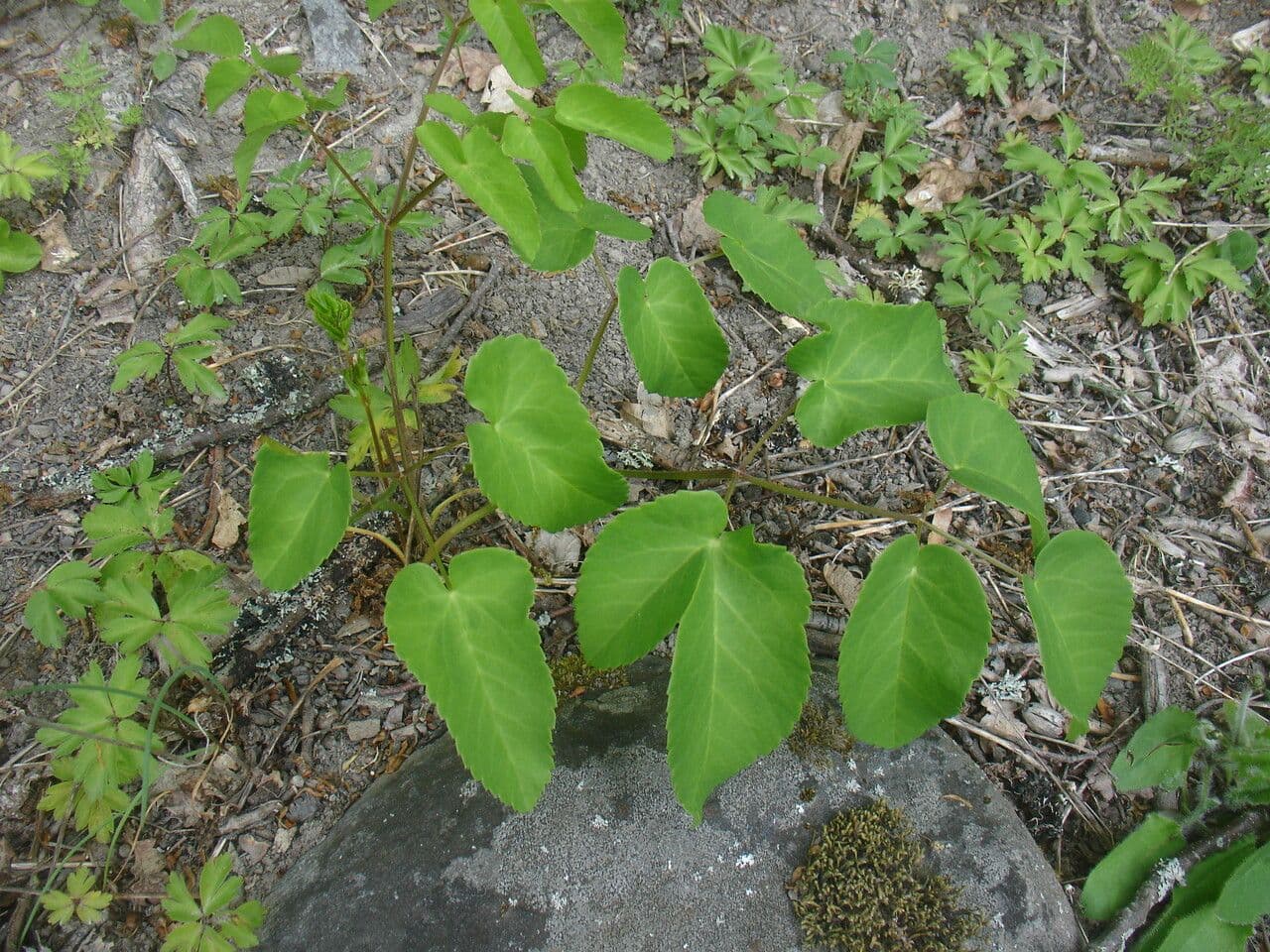 Broadleaf sermountain 16