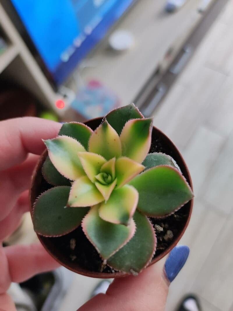Aeonium decorum 17