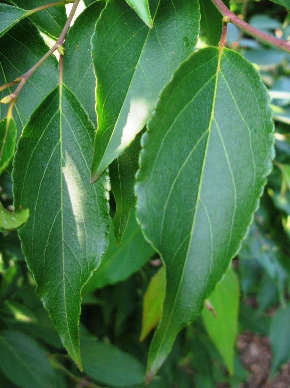 Stewartia monadelpha 11