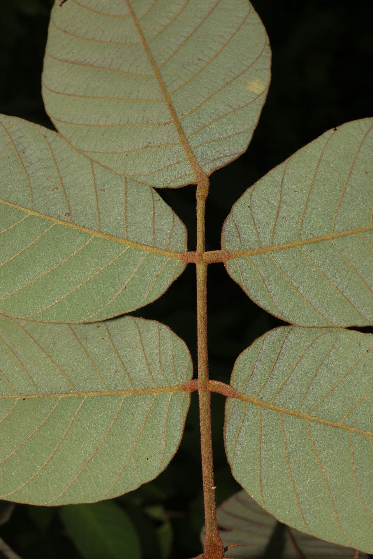 Lonchocarpus 10