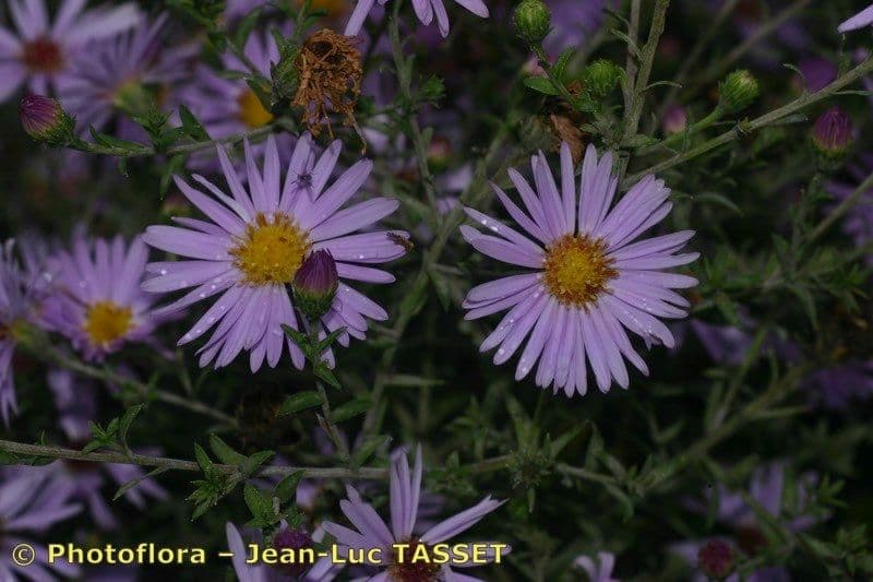 Busch-Aster 11