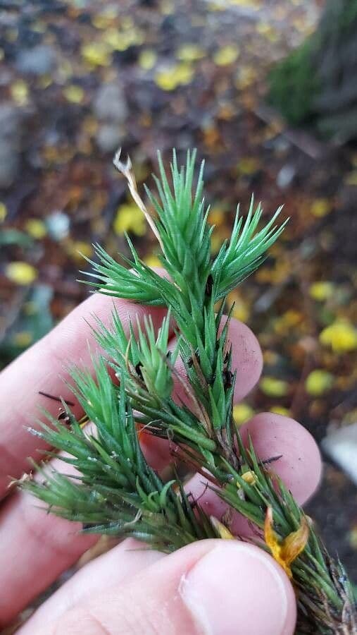 Tillandsia 8