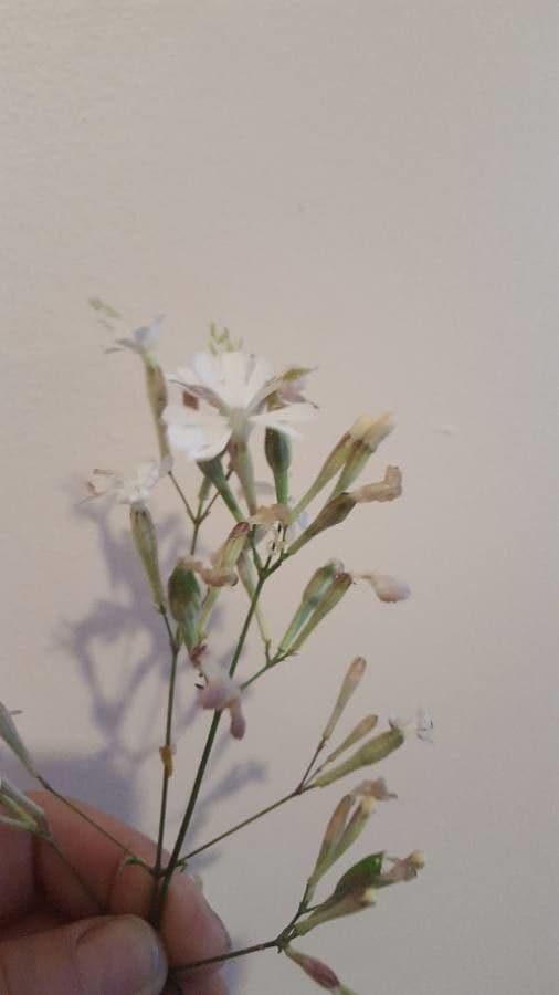 Silene italiana 16