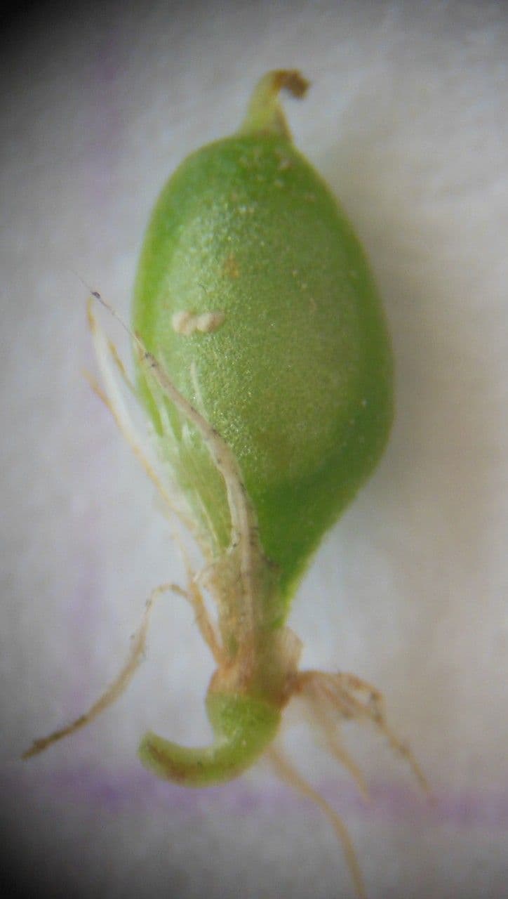 Trifoglio dubbio 3