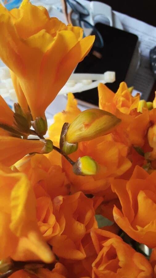 Freesia 16