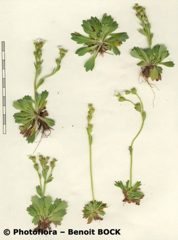 Steinbrech 14