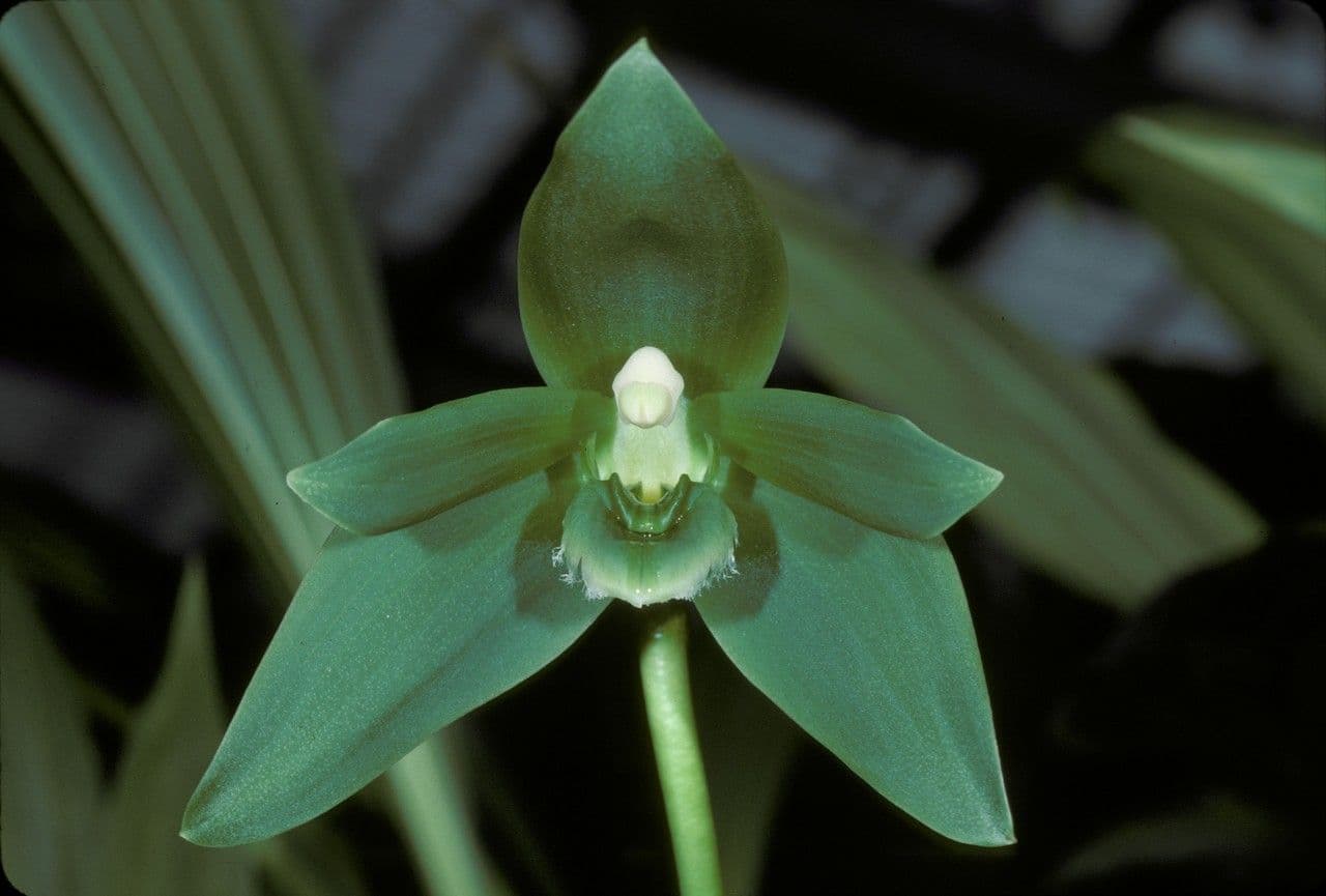 Sudamerlycaste 2