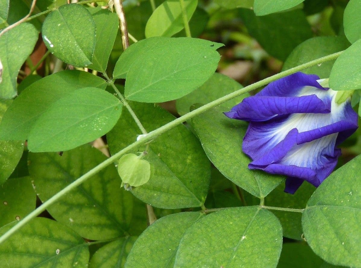 Clitoria ternatea 25