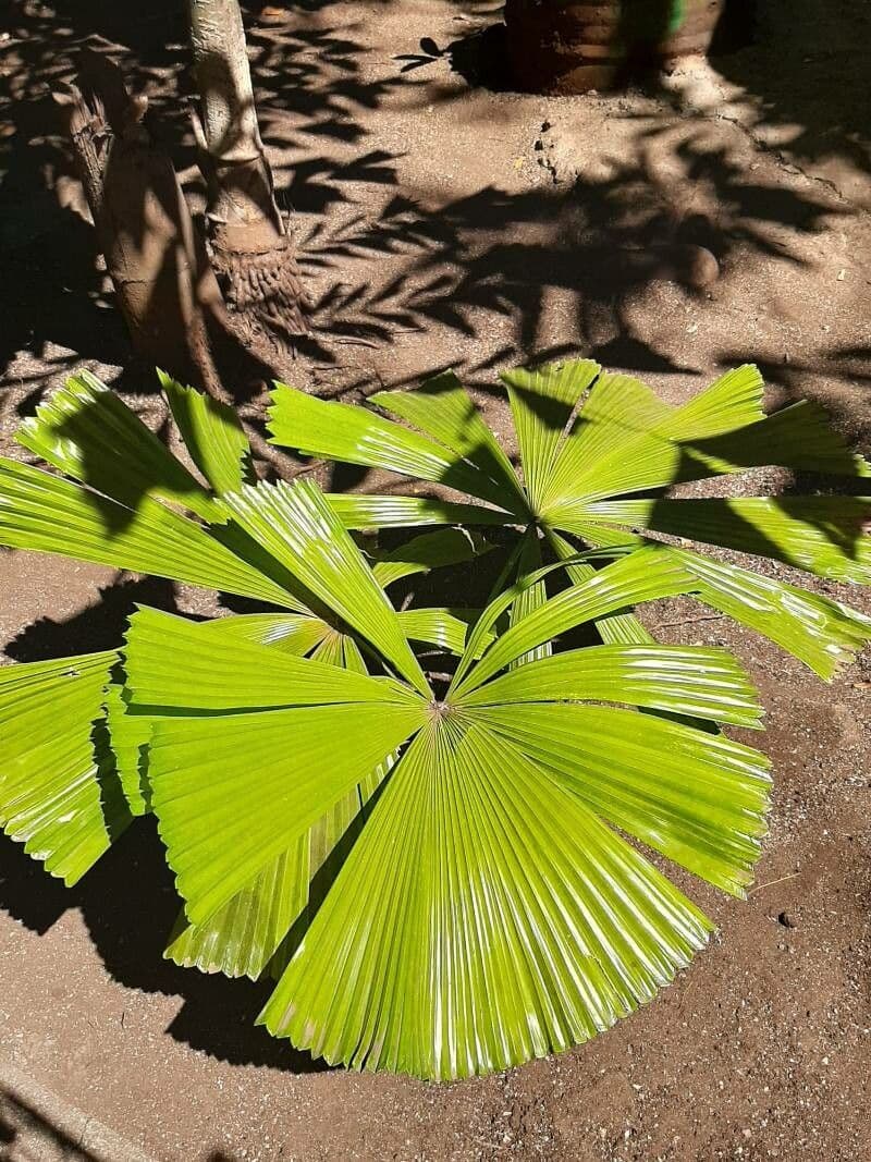 Licuala 6