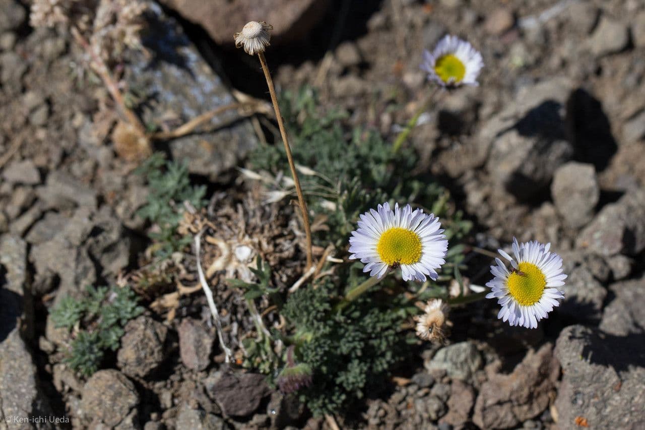 Erigeron composto 11