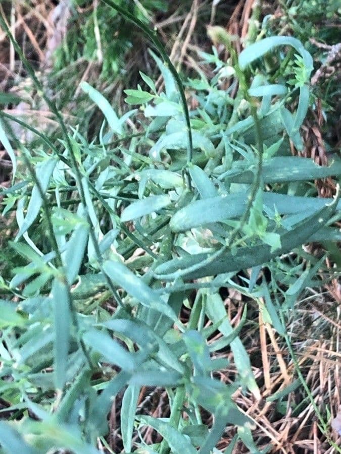 Linaria 7