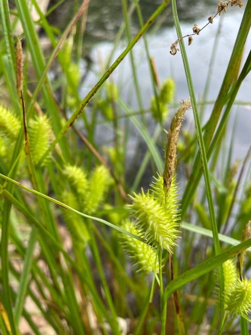 Igel-Segge