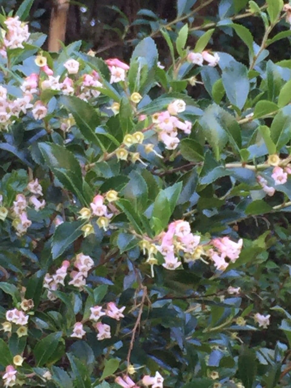 Escallonia 2