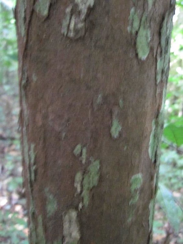 Iryanthera 12