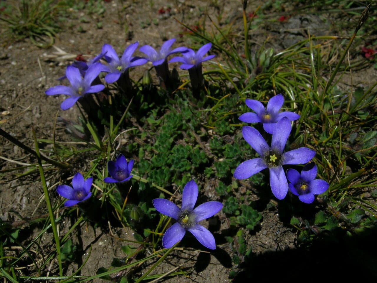 Cyananthus incanus 10