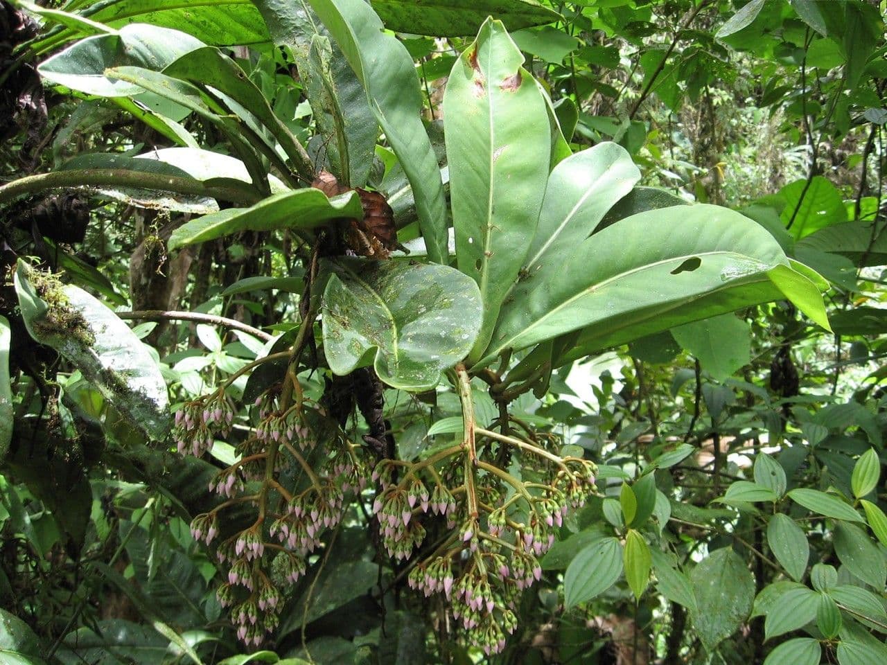 Hymenandra 7