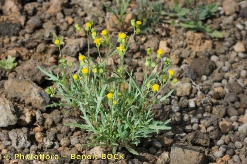 Senecio 5